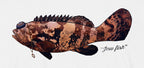 Close-up of the Goliath grouper print on white fabric: kippah, Star of David chain, Jew fish script